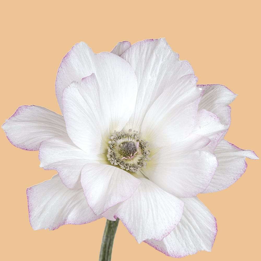 Anemone 'Mistral® Edge'
